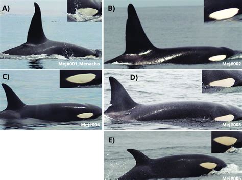 killer whale dorsal fin size